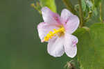 Virginia saltmarsh mallow